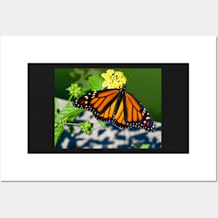 Monarch Butterfly Posters and Art